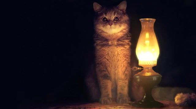Cat and Lamp