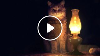 Cat and lamp