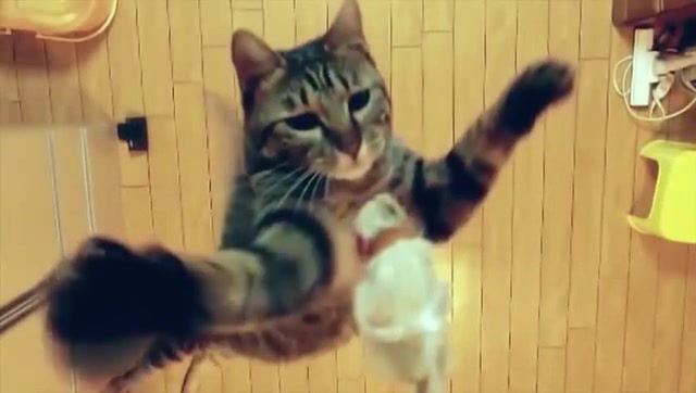 Challenge accepted, cat jumping, cat jump, cat in slow motion, kitty, cat, animals pets.