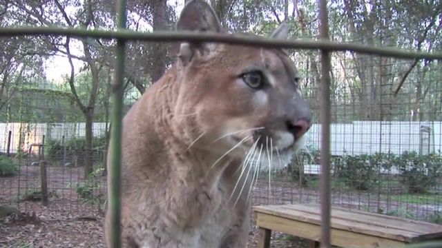 Cougar talking to cameraman, hiss, snarl, purring, panthers, pumas, leopards, lions, tigers, cats, big, sanctuary, tampa, florida, funny, cute, talking, big cat rescue, mountain lion, cougar, animals pets.