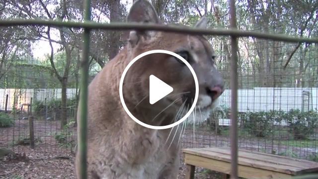 Cougar talking to cameraman, hiss, snarl, purring, panthers, pumas, leopards, lions, tigers, cats, big, sanctuary, tampa, florida, funny, cute, talking, big cat rescue, mountain lion, cougar, animals pets. #0