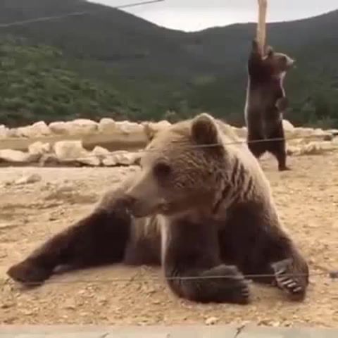 Dancing bear, animals pets.