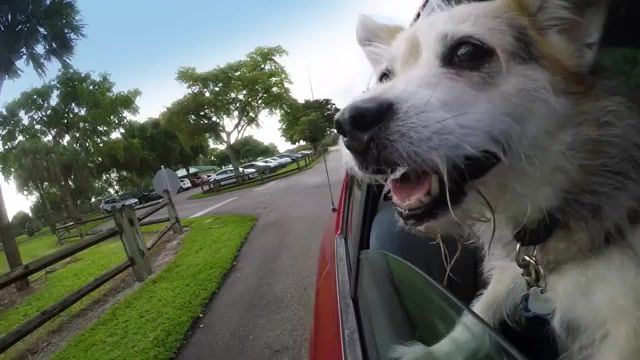 Dogs in cars miami, florida, miami, hero4, 120fps, gopro, dog, dogs, animals pets.