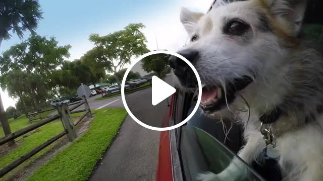 Dogs in cars miami, florida, miami, hero4, 120fps, gopro, dog, dogs, animals pets. #1