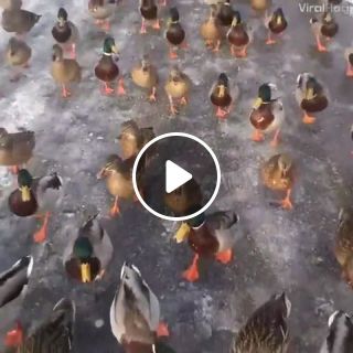 Duck's Hell March