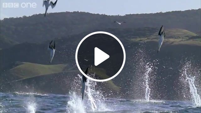Fishing arma, hd, naturesgreatevents, events, great, natures, bbc1, bbcone, one, bbc, history, natural, wildlife, sea, oceans, predators, filming, underwater, run, africa, south, sardines, hunt, gannets, seals, whales, sharks, dolphins, animals pets. #0