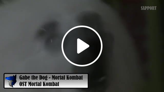 Gabe the dog mortal kombat, gabe the dog, mortal kombat, mortal combat, animal cover, gabe, dog, mortal, kombat, sapport, sapportytpmv, animals pets. #0