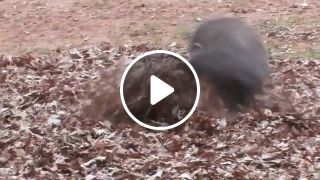 Gorillas playing in leaves Metal Edition