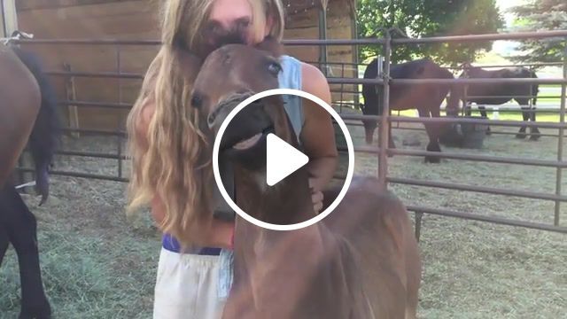 Horse smiles, michael jackson, pet, smile, horse, animals pets. #0