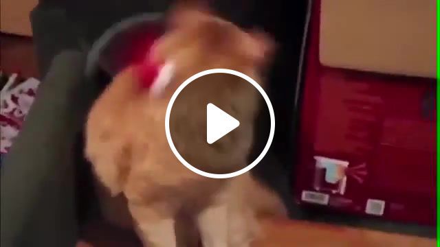 In holiday mood present for cat, fun, amazing, anime, cat, animal, cute, ntn kn, girl, kawaii, love, music, boom, tiesto, dancer, radio, jokers, humans, you never know, christmas, lovely, smile, lol, thats the spirit, el, present, gifts, dogs prank, season greetings, animals pets. #0