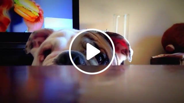 Inception dog, animals pets. #0