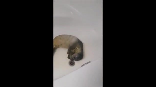 Just a happy lil baby getting a shower, Animals Pets
