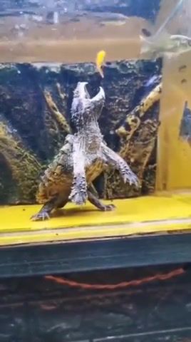 Just out of reach - Video & GIFs | funny animals,animals,fish,turtles,water,get in my belly,austin powers,fat bastard,dank,memes,snapping turtle,funny,animals pets