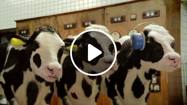 Milkhouse, cows, animals pets. #0
