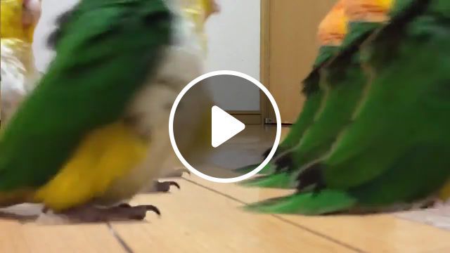 Parrot army, parrots, parrot, army, funny, montage, links, erika, germany, nazi, s, animals pets. #0