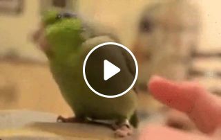Parrot hardb