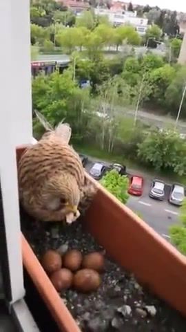 Person feeds mother hawk making nest in window garden box, hawk, meat, feeding, bird, nest, animals pets.