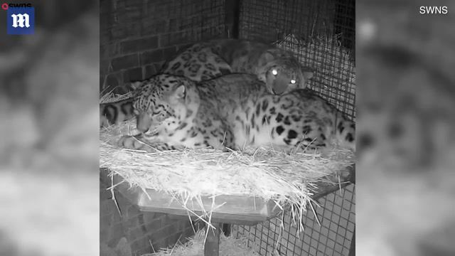Snow leopards, snow leopards, cute, animals, animals pets.