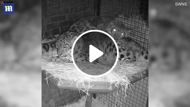 Snow leopards, snow leopards, cute, animals, animals pets. #0
