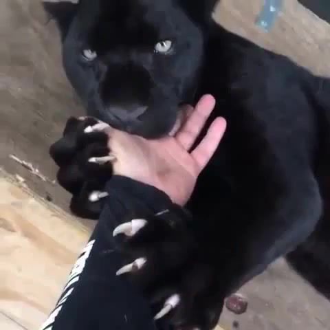 That fine line between Awww and No sudden movements - Video & GIFs | jaguar,black panther,animal,claws,eyes,cat,animals pets