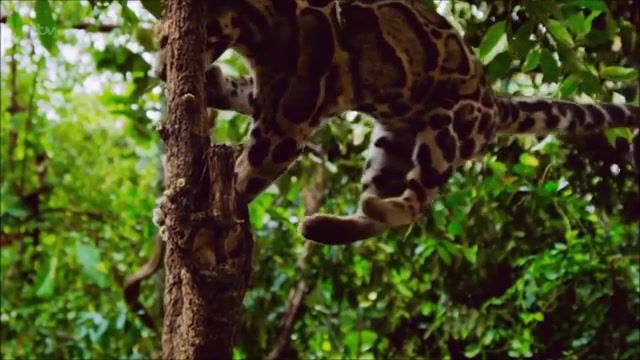 The beautiful clouded leopard, cats, clouded leopard, beautiful cats, the interesting times gang, zoo, animals, animals pets.