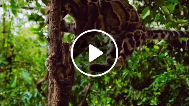 The beautiful clouded leopard, cats, clouded leopard, beautiful cats, the interesting times gang, zoo, animals, animals pets. #0