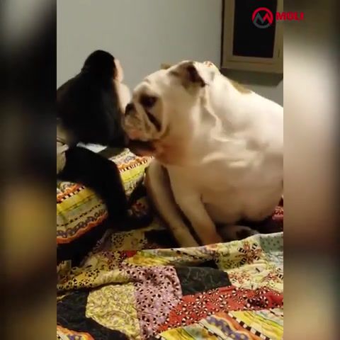 Thousands Years Of Death, Monkey, Funny, Naruto, Magyar, Hungary, Animals, Animals Funny, Dog, Dogs, Bulldog, Directed By Robert B Weide, Animals Pets