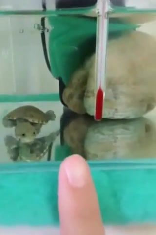Tiny turtle in a tank, animals pets.