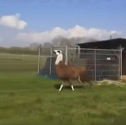 Vine Of A Llama Frolicking To DMX Party up Hilarious