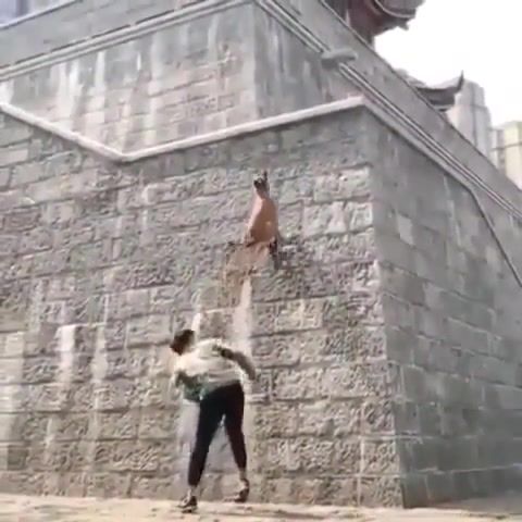 When Dogs Can Fly. Dog Jump. Dog In China. Slow Motion Jump. Dog Jump Huge Wall. Seal. Fly Like An Eagle. Animals Pets.