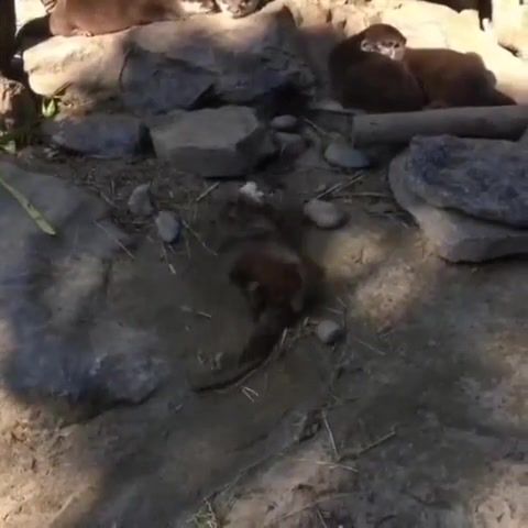 Wiggle otter, Animals Pets
