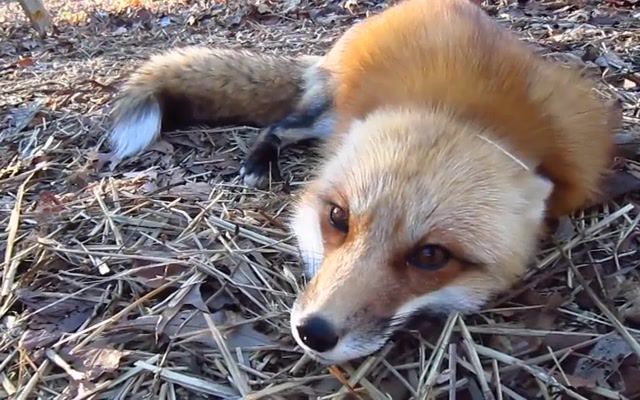 Ylvis The Fox What Does The Fox Say Official music HD, Ylvis Person, Tvnorge, The Fox, What Does The Fox Say, Pet, Red, Fox, Tame, Domestic, Domesticated, Indoor, Outdoor, Inside, Outside, House, Home, Friendly, Exotic, Cage, Pen, Animals Pets