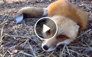 Ylvis The Fox What Does The Fox Say Official music HD