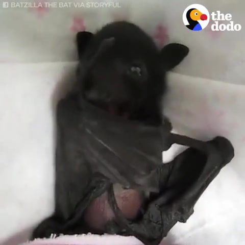 Baby bat claps his wings, adorable, bat, bats, animals, animals pets.