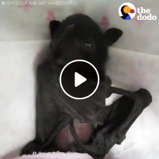 Baby Bat Claps His Wings