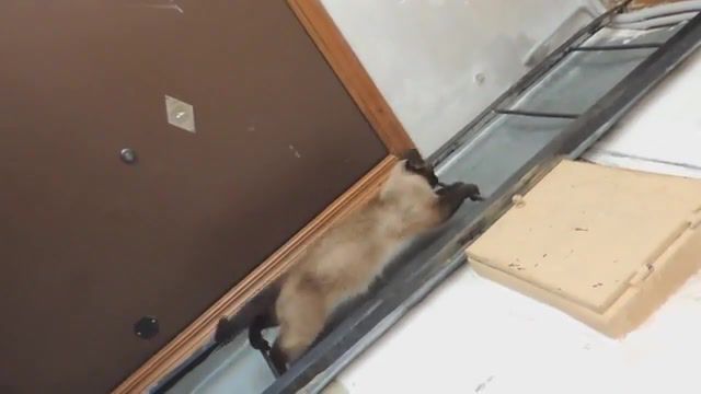 Cat comes down by a vertical ladder, Fine, Humorpositive, Good, Home, Beautiful, Meows, Fun, Fluffy, Funny