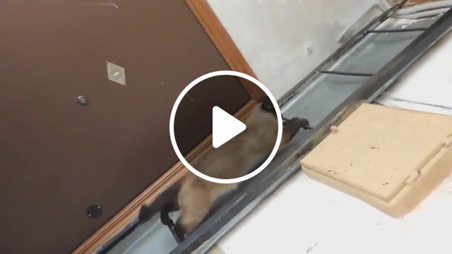 Cat comes down by a vertical ladder, fine, humorpositive, good, home, beautiful, meows, fun, fluffy, funny. #0