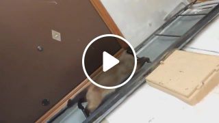 Cat comes down by a vertical ladder