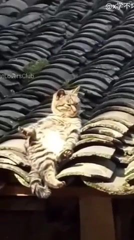 Cat - Video & GIFs | cat,top,animals pets