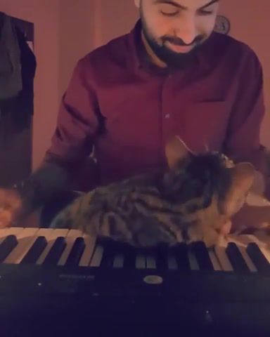 Cat Loves Music, Lovely, Music, Animal, Piano, Cat, Animals Pets