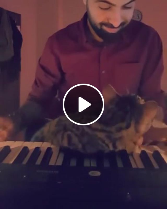 Cat Loves Music, Lovely, Music, Animal, Piano, Cat, Animals Pets.