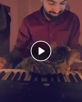 Cat loves music