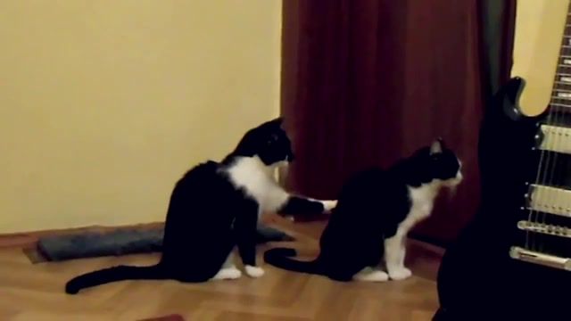 Cat tries to apologize, cat asks for forgiveness, cat tries to apologize, animal, kitten, kittens, cool, cl, love, fight, cute, cat, animals pets.