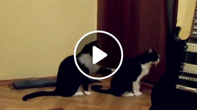 Cat tries to apologize, cat asks for forgiveness, cat tries to apologize, animal, kitten, kittens, cool, cl, love, fight, cute, cat, animals pets. #0