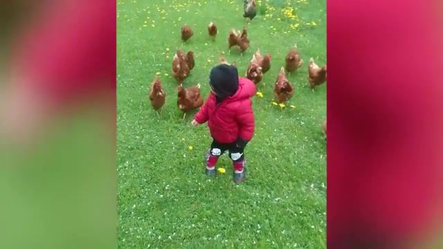 Chicken leader, jip jip, chick chick, cip cip, chickens, azerbaijani music, c uclrim, children's songs, music, child, leader, flock.