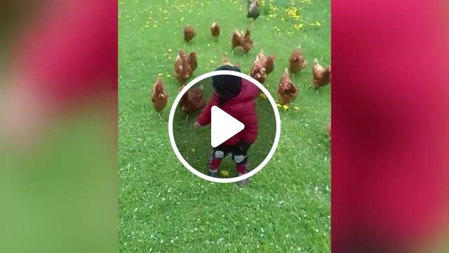 Chicken leader, jip jip, chick chick, cip cip, chickens, azerbaijani music, c uclrim, children's songs, music, child, leader, flock. #0