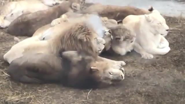 Chorus Of Lazy Lions. Lion. Park Lions Of Crimea. Taigan. Taigan Lion Park. Animals Pets.