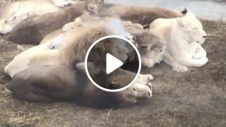 Chorus of lazy lions