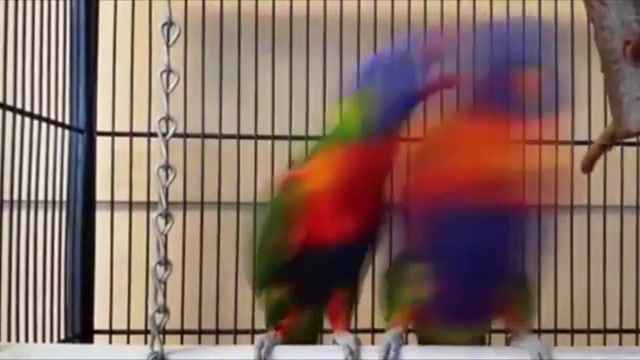 Dancing parrots, animals pets.