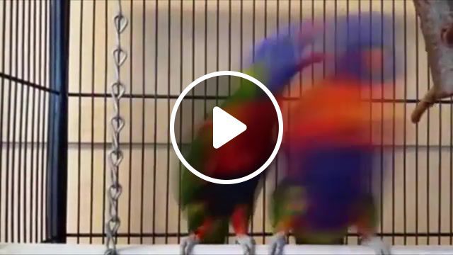 Dancing parrots, animals pets. #0